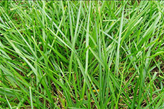 天然草足球場(chǎng)施工